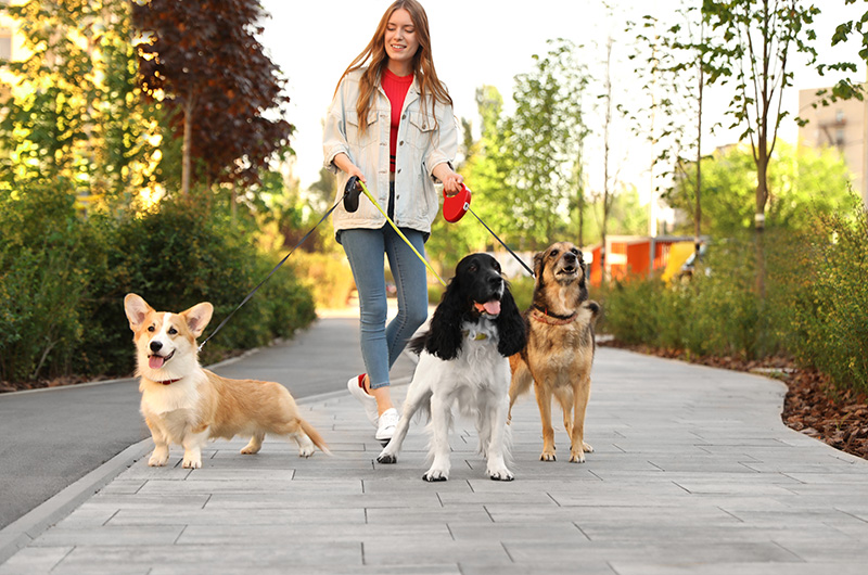Woman walking three dogs